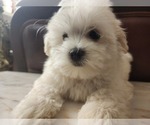 Small Photo #9 Maltese Puppy For Sale in WEST PALM BEACH, FL, USA