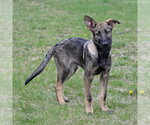 Small #10 German Shepherd Dog