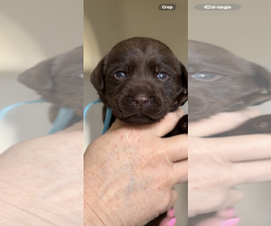 Labrador Retriever Puppy for Sale in SIMI VALLEY, California USA