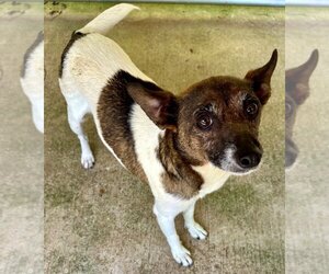 Jack Russell Terrier-Unknown Mix Dogs for adoption in Ellijay, GA, USA