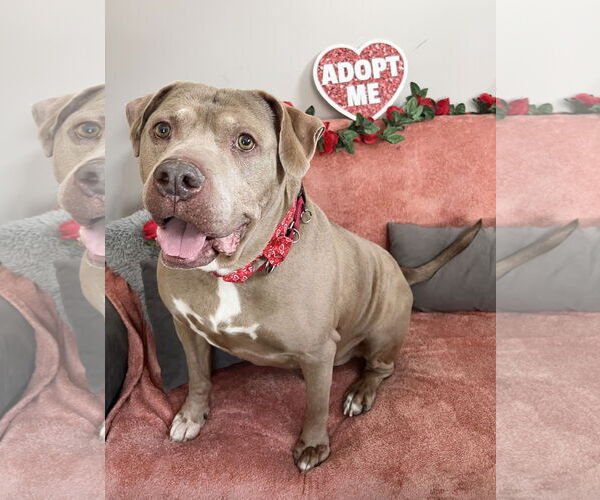 Medium Photo #1 American Pit Bull Terrier Puppy For Sale in Rockaway, NJ, USA