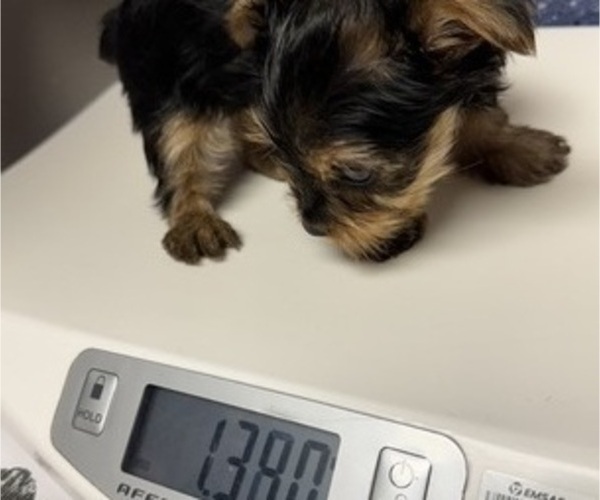 Medium Photo #8 Yorkshire Terrier Puppy For Sale in SAINT LOUIS, MO, USA