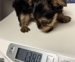Small #7 Yorkshire Terrier