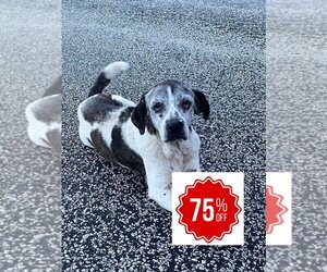 Beagle-Unknown Mix Dogs for adoption in Bolivar, MO, USA