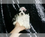 Small Photo #63 Maltipoo Puppy For Sale in WARSAW, IN, USA