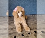 Small Photo #6 Poodle (Standard) Puppy For Sale in TAMPA, FL, USA