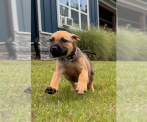 Labrador Retriever-Unknown Mix Dogs for adoption in Holly Springs, NC, USA