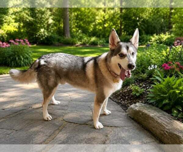 Medium Photo #3 Mutt Puppy For Sale in Shelburne, VT, USA