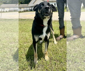 Siberian Husky-Unknown Mix Dogs for adoption in Rockaway, NJ, USA