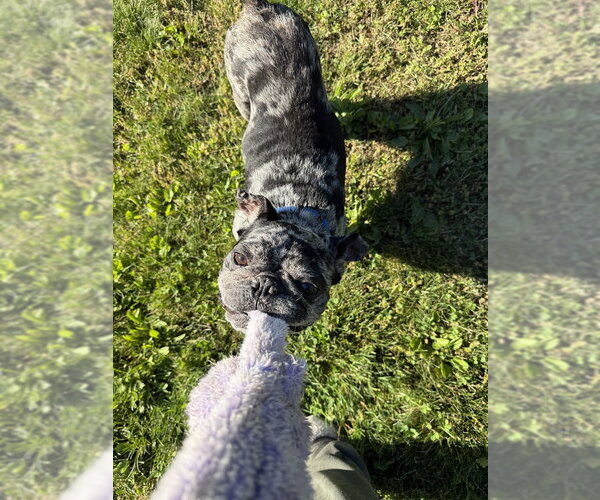 Medium Photo #2 Frenchie Pug Puppy For Sale in Shermans Dale, PA, USA
