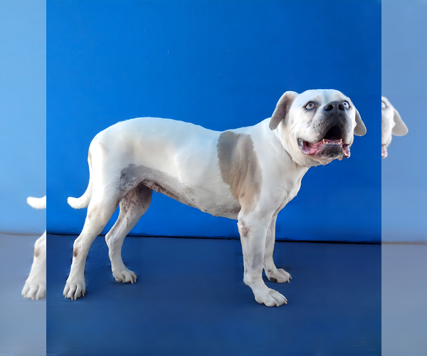 Medium Photo #2 American Bulldog Puppy For Sale in Pasadena, CA, USA