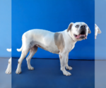 Small #1 American Bulldog