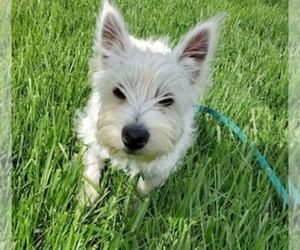 West Highland White Terrier Puppy for sale in BUELL, MO, USA