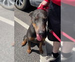 Small #5 Doberman Pinscher