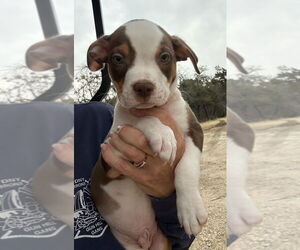 Mutt Dogs for adoption in Oak Bluffs, MA, USA