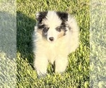 Small #19 Shetland Sheepdog