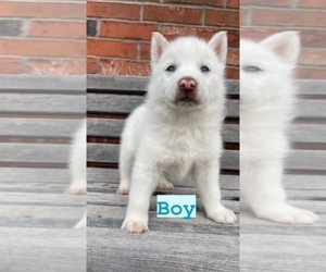 Siberian Husky Puppy for sale in CAPE FAIR, MO, USA
