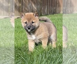 Small Photo #4 Shiba Inu Puppy For Sale in SNOHOMISH, WA, USA