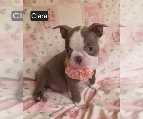Medium Photo #2 Boston Terrier Puppy For Sale in MINERAL WELLS, WV, USA