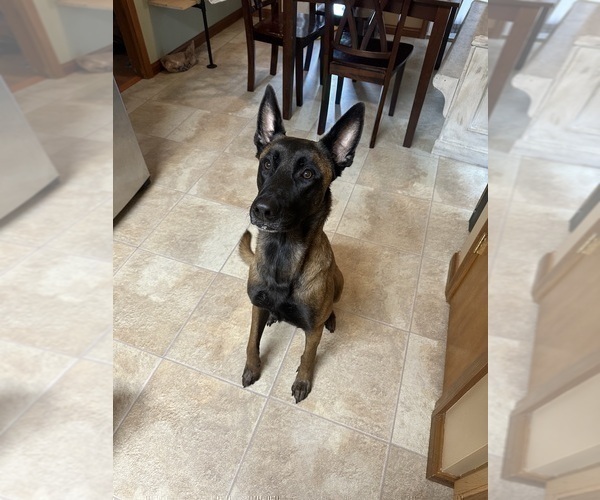 Medium Photo #1 Belgian Malinois Puppy For Sale in GRAYSON, KY, USA