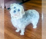 Small #10 Maltese Mix