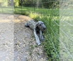Small #9 Irish Wolfhound