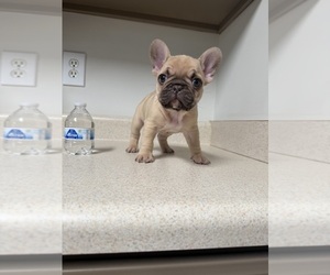 French Bulldog Puppy for sale in BONAIRE, GA, USA