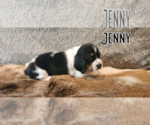 Small Photo #17 Basset Hound Puppy For Sale in BYHALIA, MS, USA