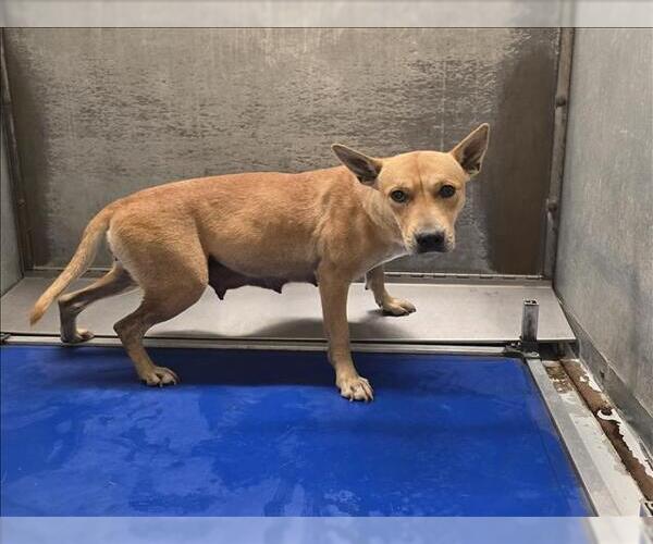 Medium Photo #1 German Shepherd Dog-Unknown Mix Puppy For Sale in Conroe, TX, USA