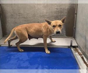 German Shepherd Dog-Unknown Mix Dogs for adoption in Conroe, TX, USA