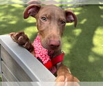 Small #6 Labrador Retriever Mix
