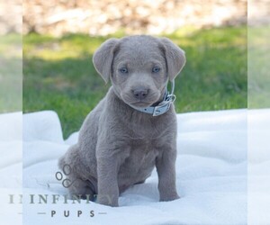 Labrador Retriever Puppy for sale in NARVON, PA, USA