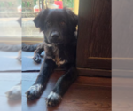 Small #2 Great Pyrenees Mix