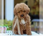 Small #2 Goldendoodle (Miniature)