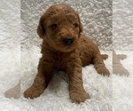 Puppy Puppy 1 Goldendoodle (Miniature)