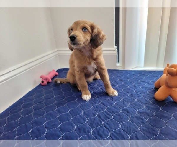 Medium Photo #14 Aussie-Poo Puppy For Sale in DORAL, FL, USA
