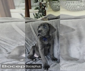 Cane Corso Puppy for sale in MINERAL WELLS, WV, USA