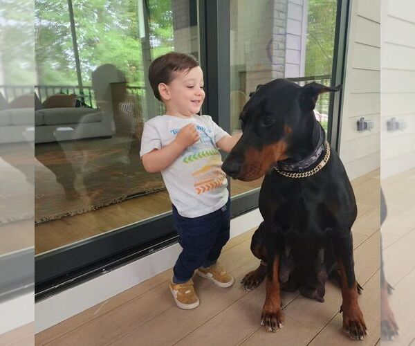 Medium Photo #7 Doberman Pinscher Puppy For Sale in FORT LAUDERDALE, FL, USA
