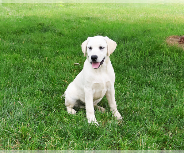 Medium Photo #1 Labrador Retriever Puppy For Sale in SYRACUSE, IN, USA
