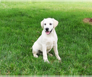 Medium Labrador Retriever