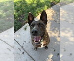 Small German Shepherd Dog Mix
