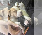 Small #3 American Staffordshire Terrier-Siberian Husky Mix