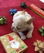 Small Photo #4 French Bulldog Puppy For Sale in CHARLESTON, SC, USA