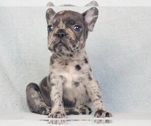 French Bulldog Puppy for sale in NEW YORK, NY, USA