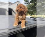 Small #1 Miniature Pinscher-Poodle (Toy) Mix