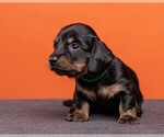 Small Photo #24 Dachshund Puppy For Sale in CROWLEY, TX, USA