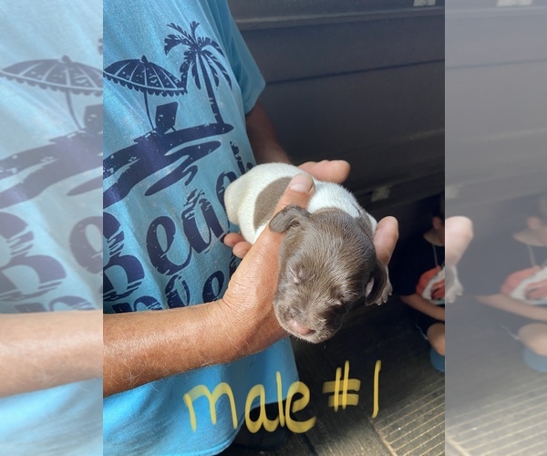 Medium Photo #4 German Shorthaired Pointer Puppy For Sale in ORCHARD PARK, NY, USA