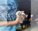 Small Photo #4 German Shorthaired Pointer Puppy For Sale in ORCHARD PARK, NY, USA