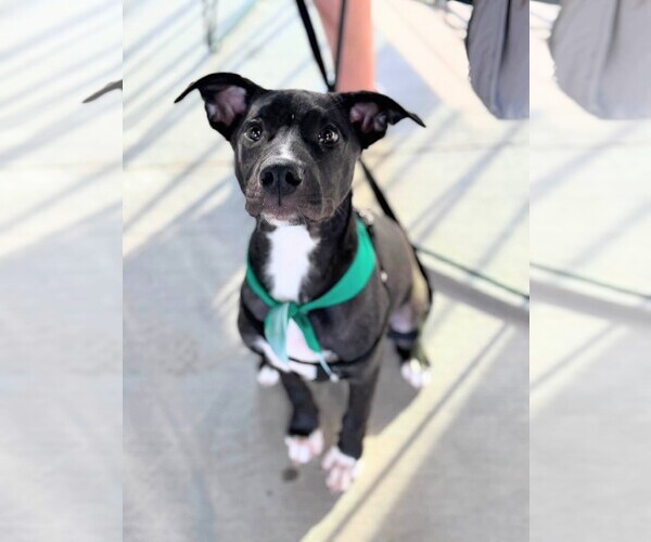 Medium Photo #1 American Staffordshire Terrier-Unknown Mix Puppy For Sale in Holly Springs, NC, USA