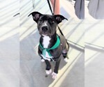 Small American Staffordshire Terrier Mix